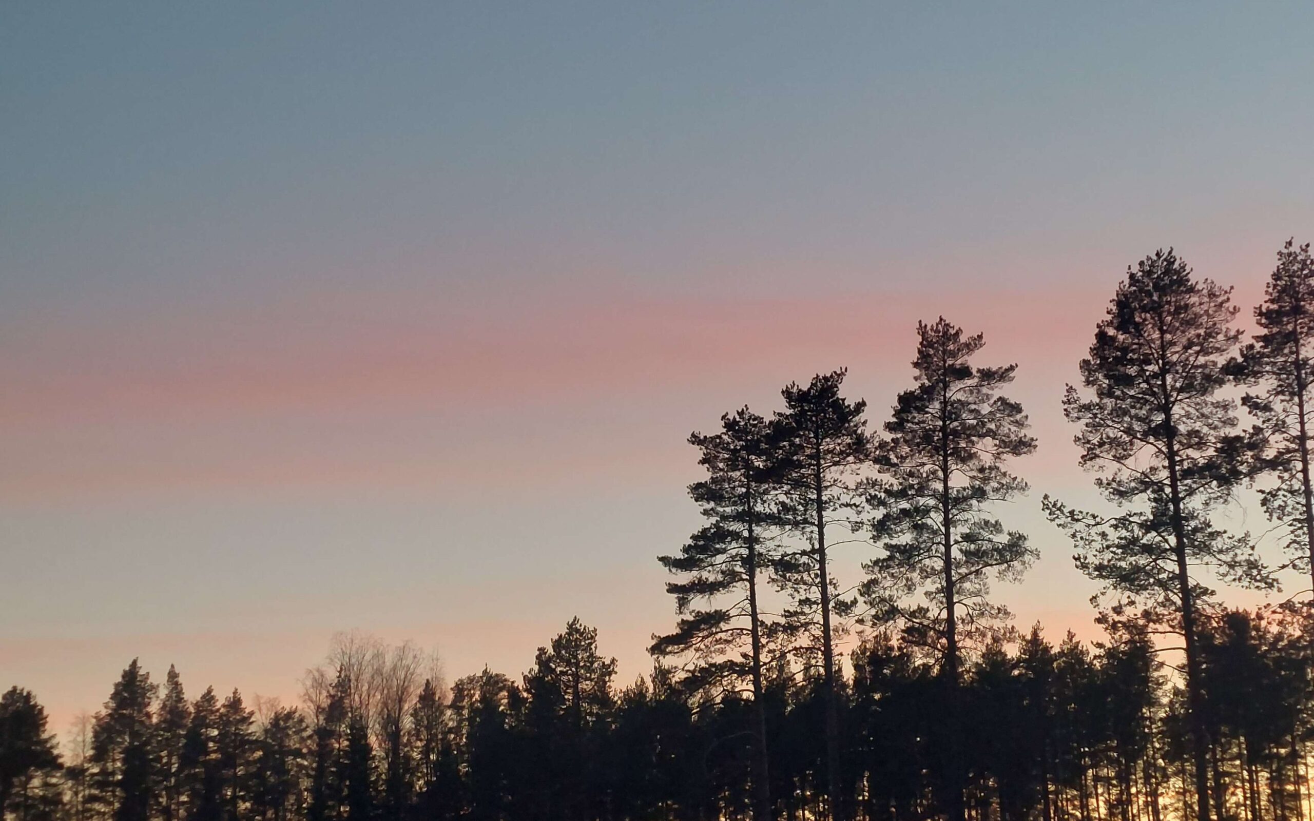 puita auringonlaskutaivasta vasten